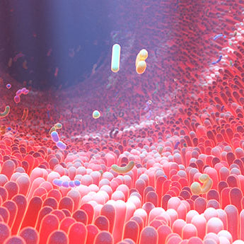 Mikrobiom des Darms