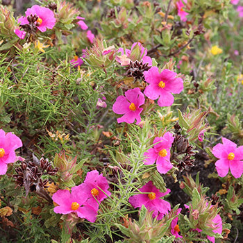 Die Zistrose (Cistus)