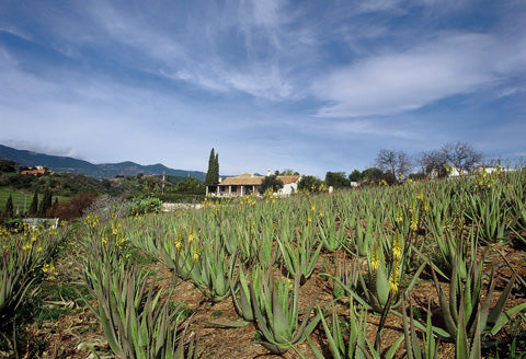Wirkt Wunder: Aloe Vera - Santaverde  Reformhaus.de