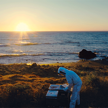 Qualität der Sie vertrauen können – Manuka Honig