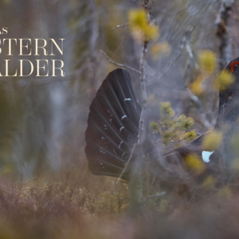 Filmszene mit Auerhahn aus der Doku DAS FLÜSTERN DER WÄLDER