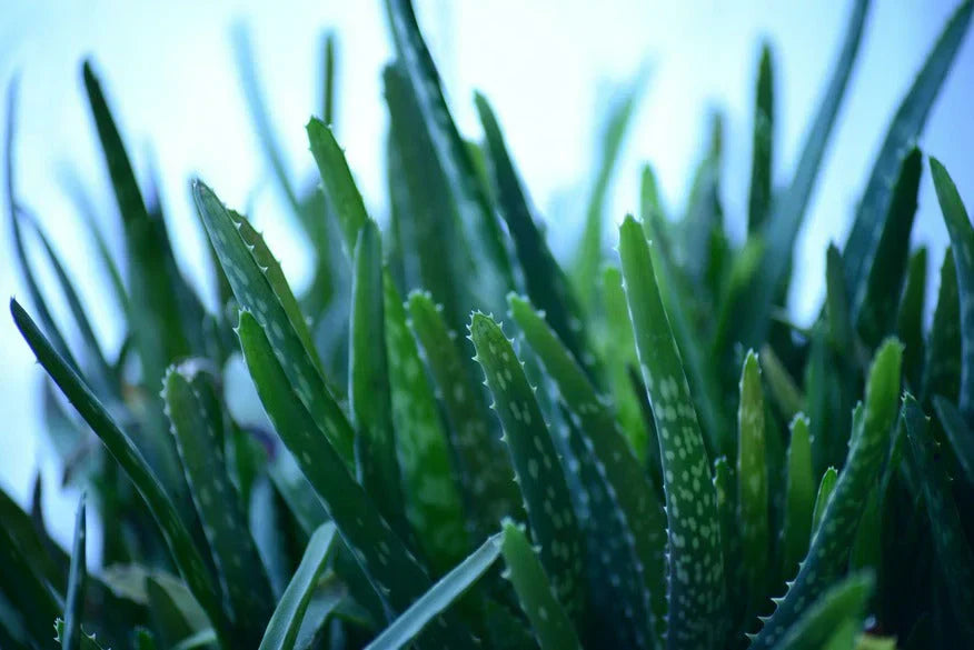 Der Star des Sommers: Aloe vera  Reformhaus.de