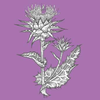 Das Bild zeigt eine detaillierte, schwarz-weiße Illustration einer Mariendistel mit stacheligen Blättern und Blüten auf einem lila Hintergrund. Die feinen Linien betonen die botanischen Details der Pflanze.