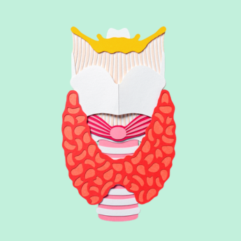 Diese stilisierte Darstellung einer Schilddrüse zeigt auf anschauliche Weise die Anatomie des Organs und betont seine zentrale Rolle im menschlichen Hormonhaushalt.