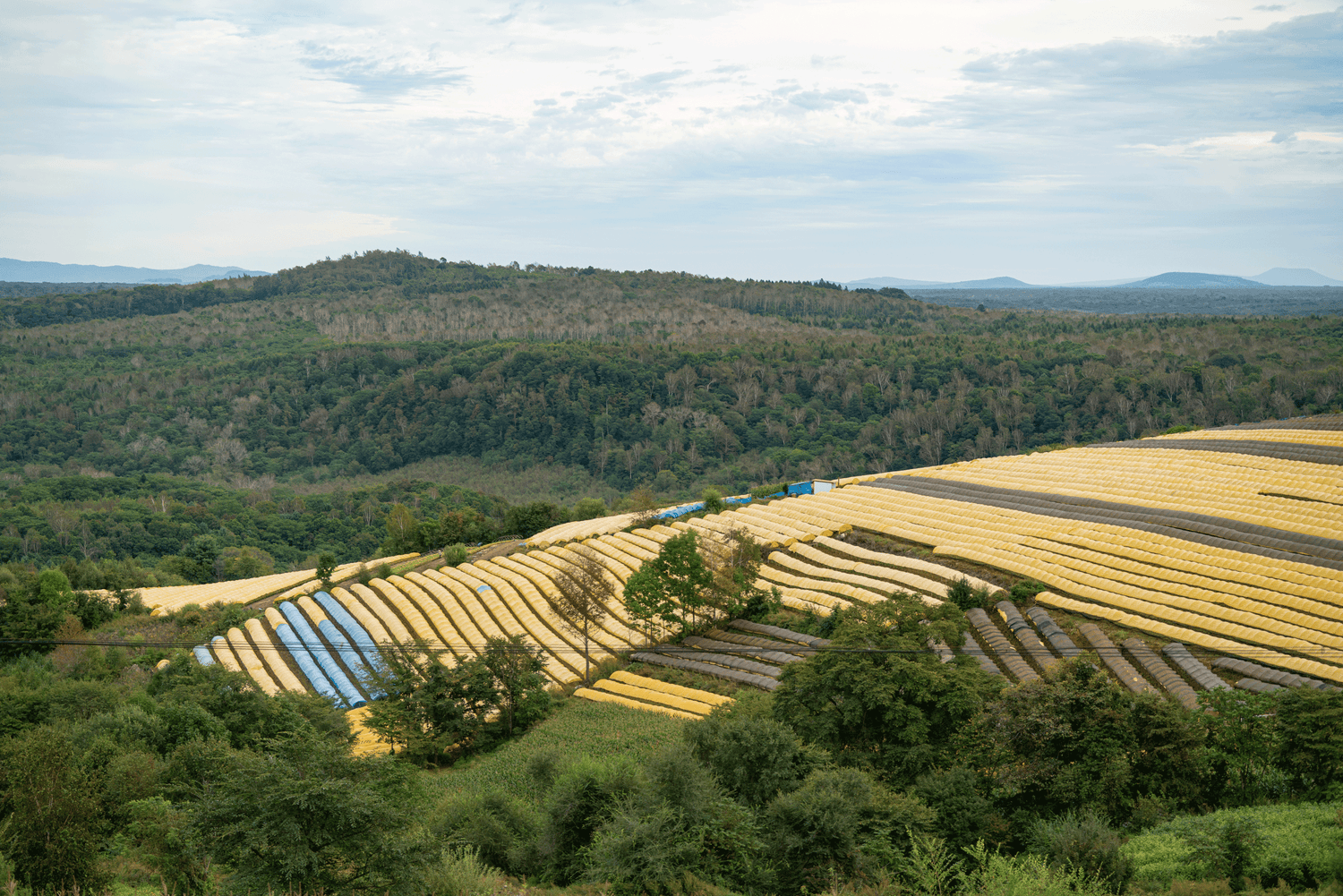 Nachhaltige Aufforstung